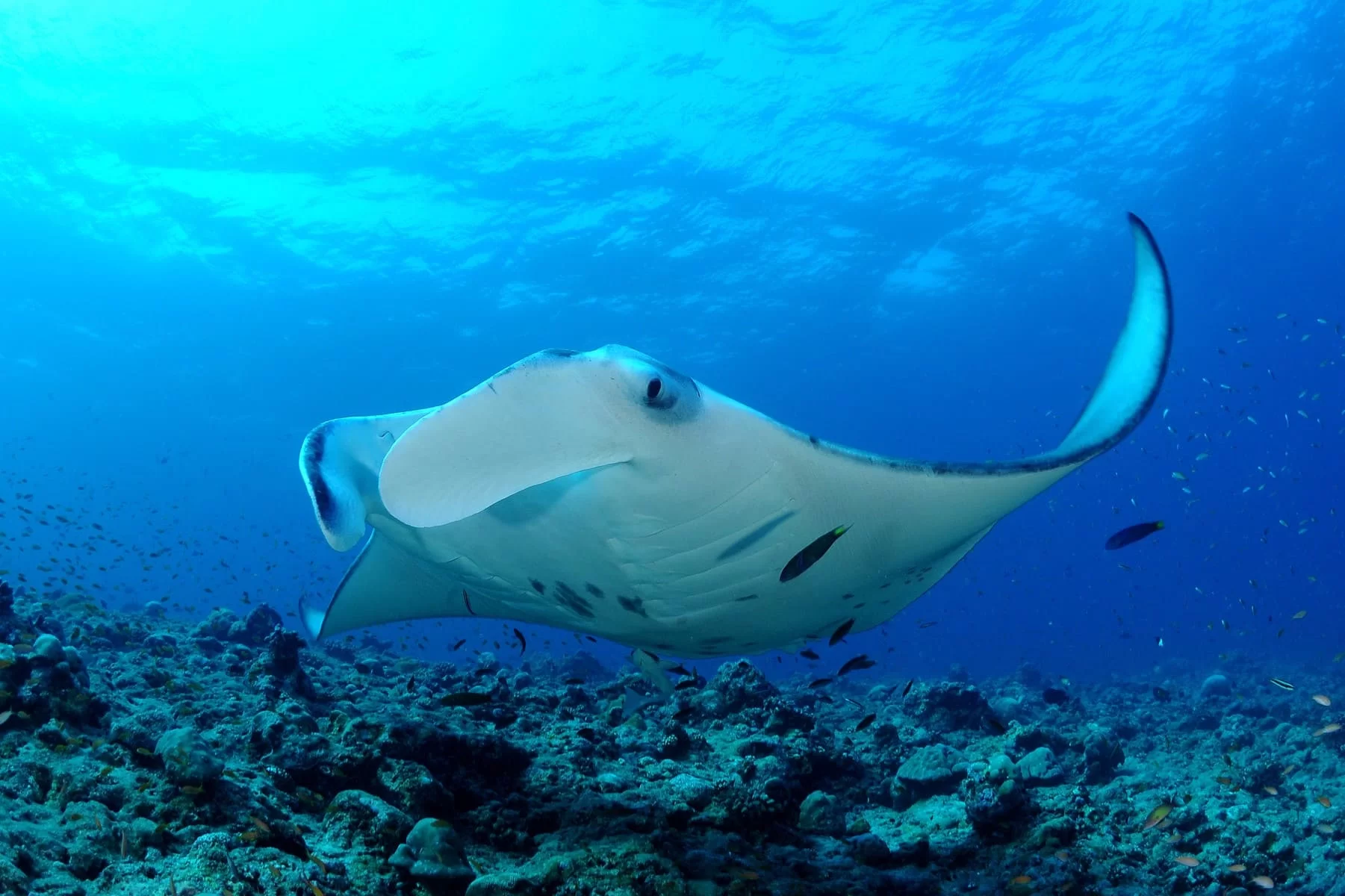 Manta Maldivas - Viajes-GoPro